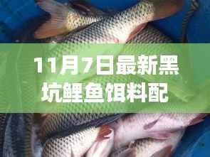 揭秘最新黑坑鲤鱼饵料配方,自然美景之旅与内心的宁静平和探索