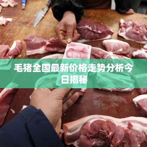 毛猪全国最新价格走势分析今日揭秘