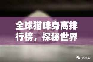 全球猫咪身高排行榜,探秘世界最高猫咪的魅力!
